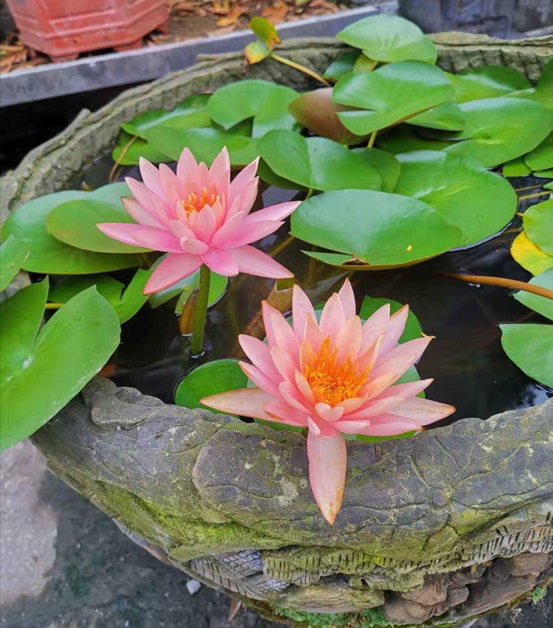 春色满园关不住